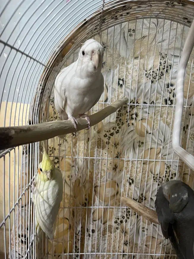 فروش عروس هلندی|پرنده|فسا, |دیوار