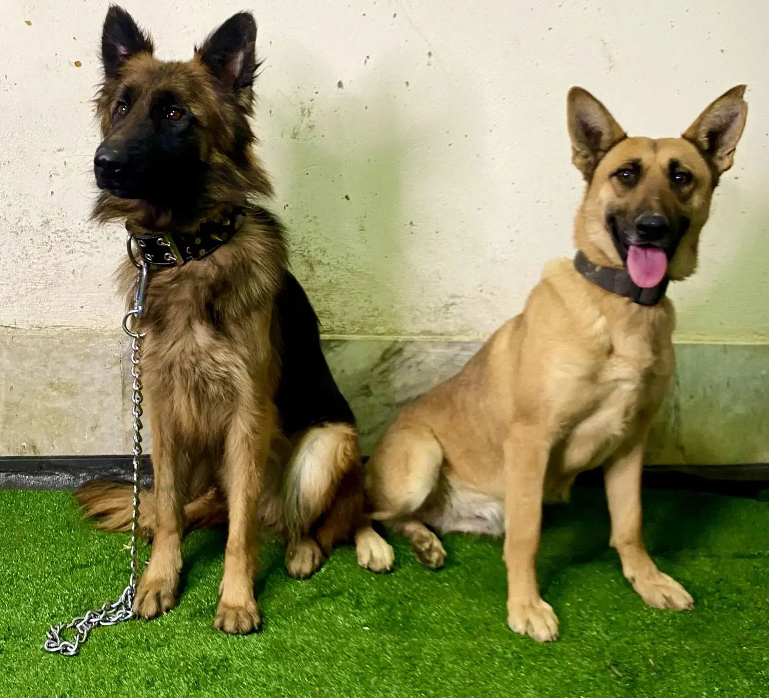 سگ مالنیوز ماده|سگ|ابریشم, |دیوار