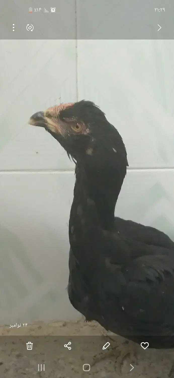 با سلام دو تا جوجه یکی نوچه ویکی خروس اصل لاری|حیوانات مزرعه|زهک, |دیوار