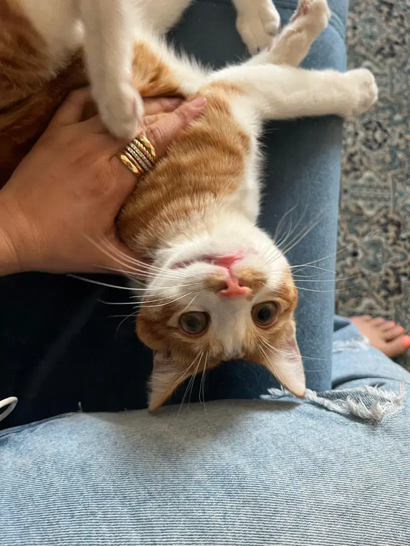 واگذاری گربه|گربه|کرج, گلشهر|دیوار