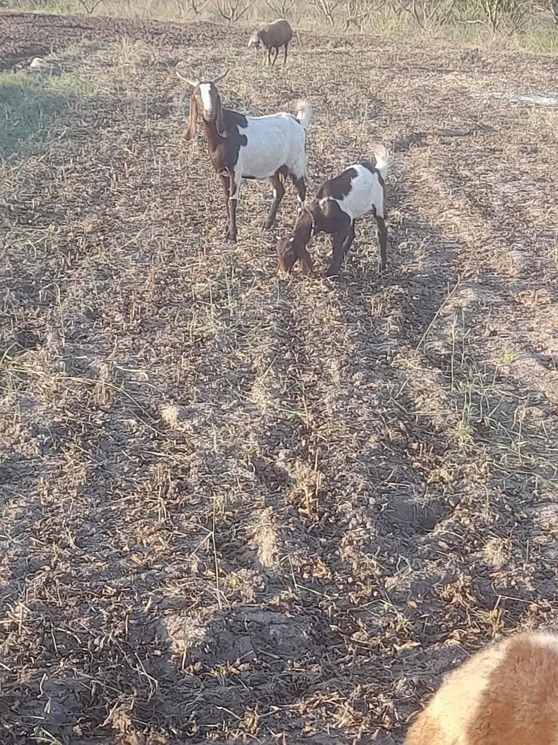 بز و بزغاله اصیل و پاکستانی|حیوانات مزرعه|فاضل آباد, |دیوار