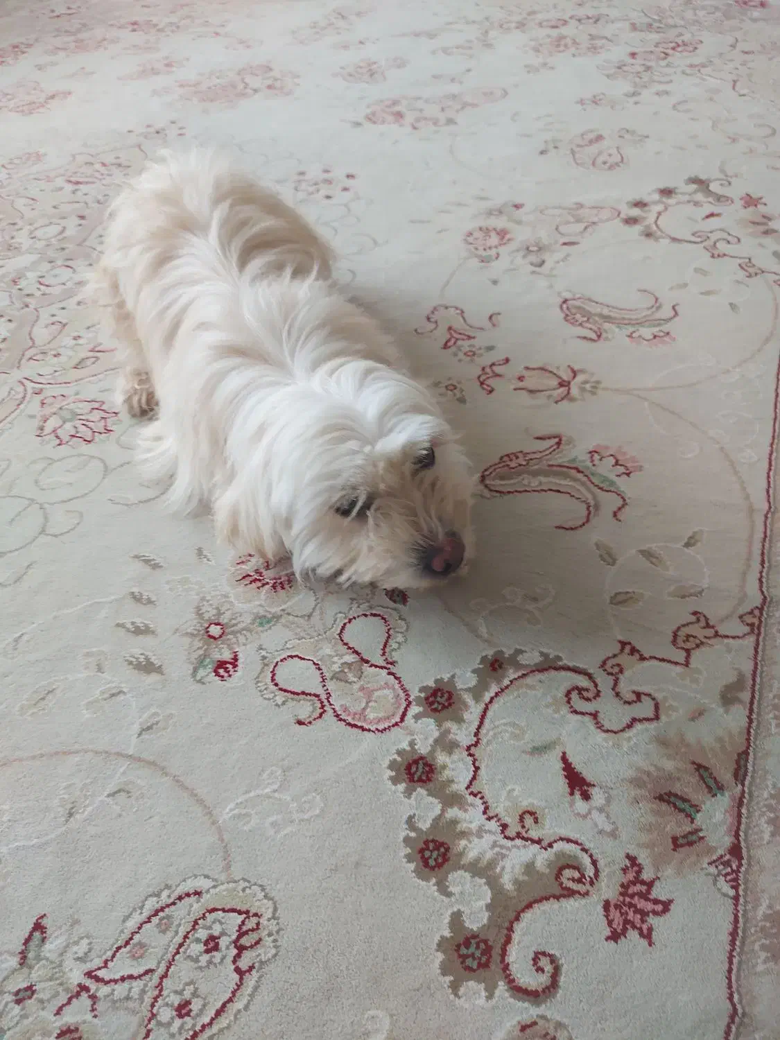 سگ‌‌پاپی‌ماده|سگ|بروجن, |دیوار