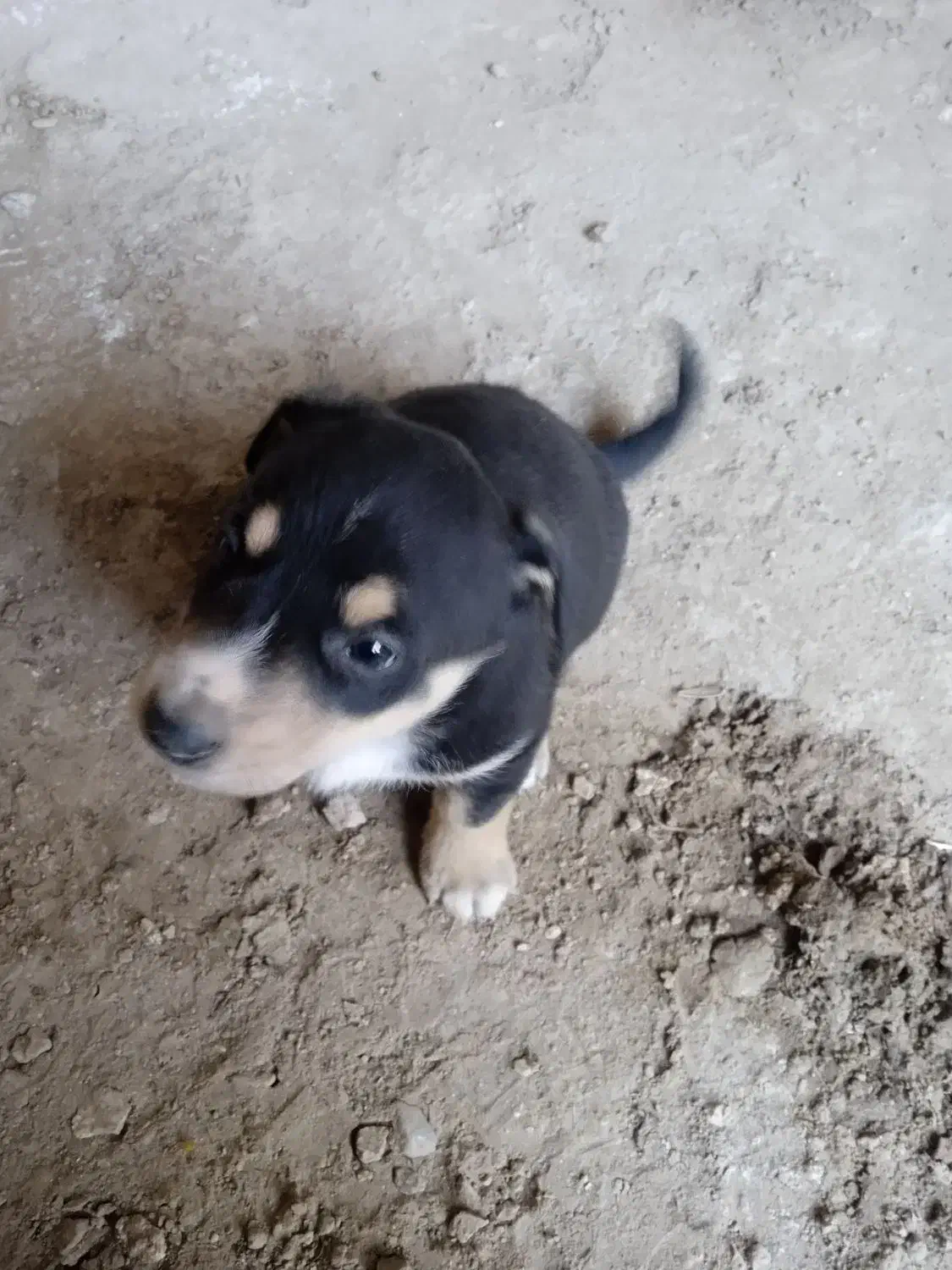 سگ پاپی نگهبان|سگ|مشهد, میان ولایت|دیوار