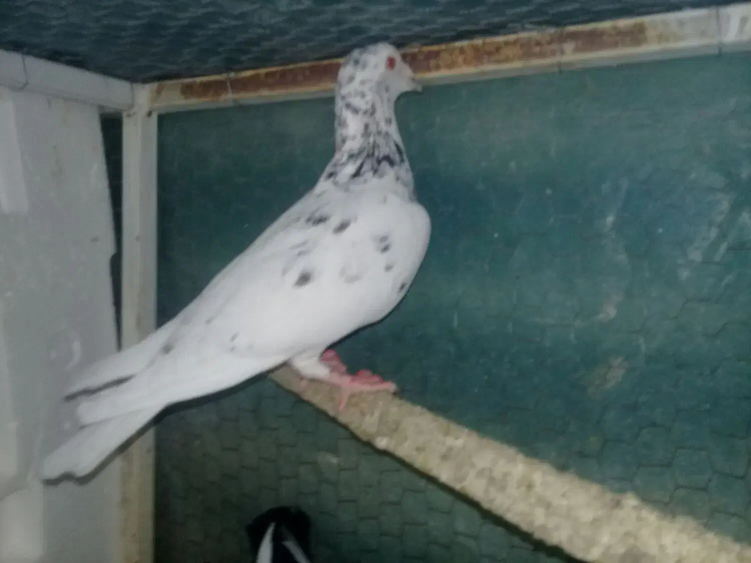 چندکبوترفروشی برای هواوجوجه کشی واکسن خورده|پرنده|مشهد, کوشش|دیوار