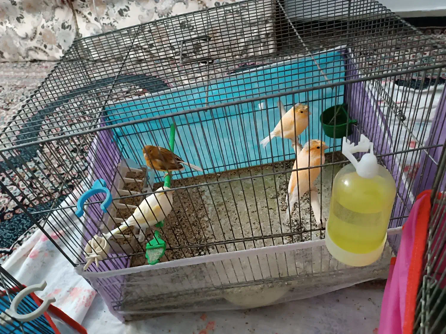 قناری نر و ماده مست درجه یک خانگی|پرنده|شیراز, رکن‌آباد|دیوار