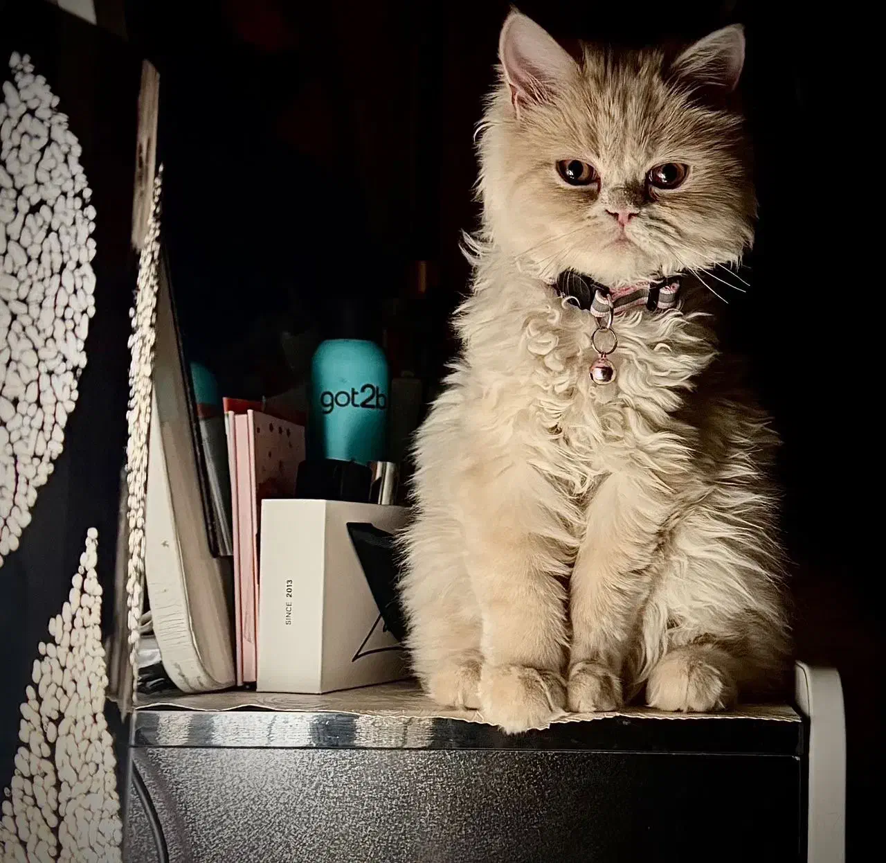 گمشده|حیوانات|اصفهان, کوی ولی عصر|دیوار