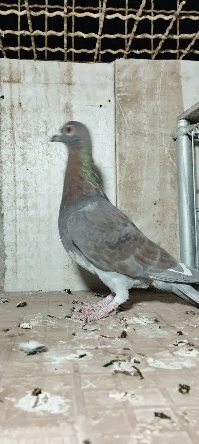 کبوتر المانی|پرنده|سرایان, |دیوار