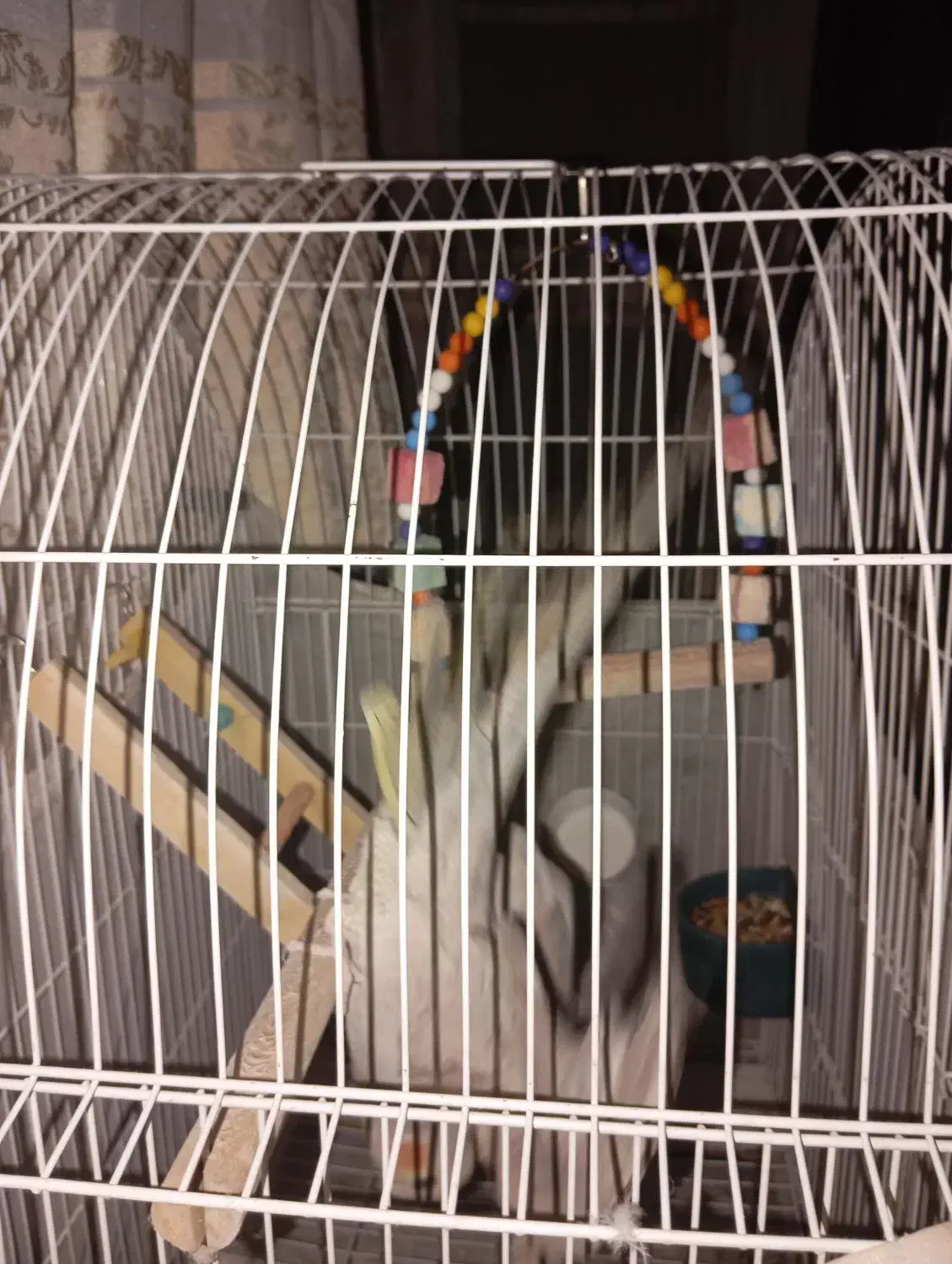 عروس هلندی|پرنده|اسلامشهر, مظفریه|دیوار