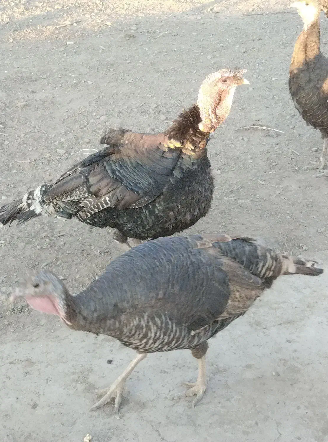 بوقلمون کرچ|حیوانات مزرعه|ساوه, |دیوار