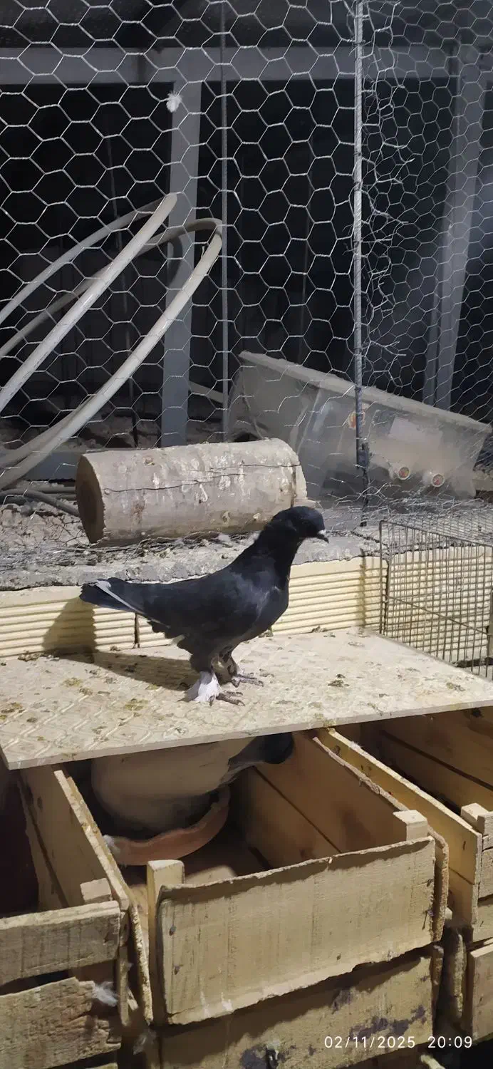 چندتا کبوتر مفلق فیت ودولا با یدونه تهرانی|پرنده|فارسان, |دیوار