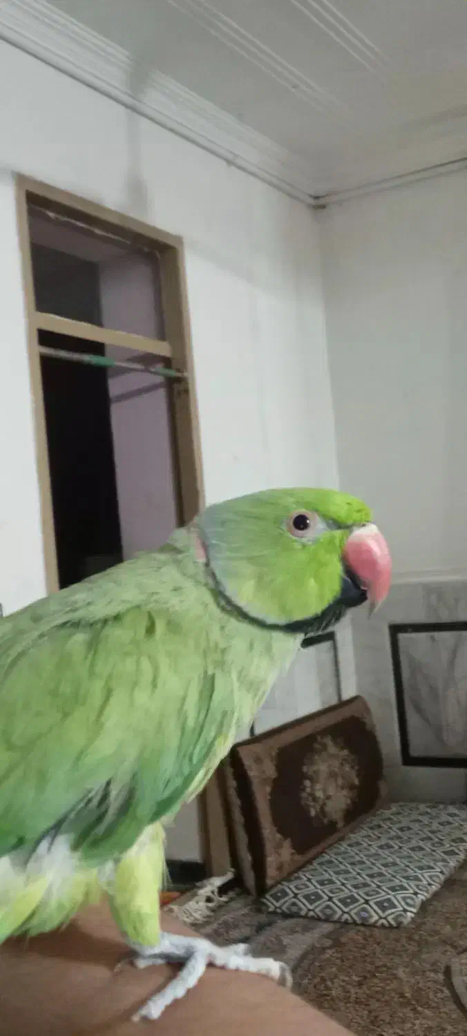 طوطی ملنگو نر|پرنده|زابل, |دیوار