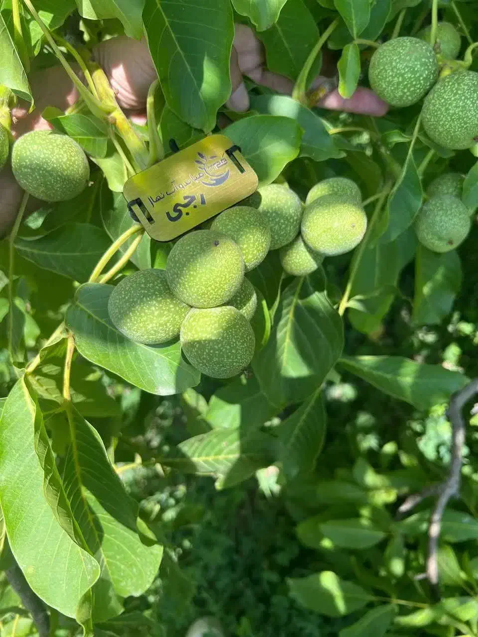 پیشفروش نهال گردو با درامد بسیار بالا|خدمات باغبانی و درختکاری|آشتیان, |دیوار