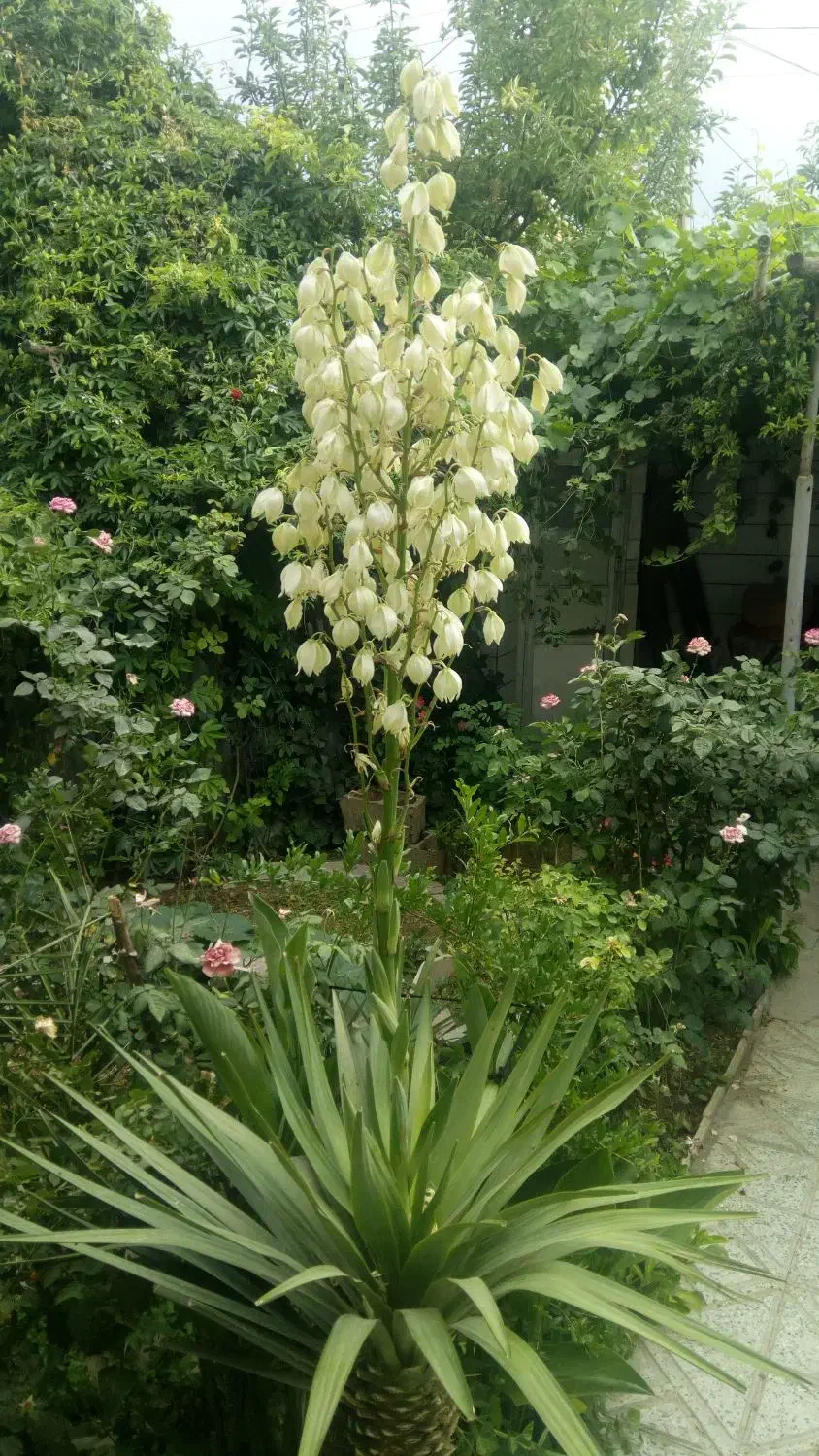 باغبانی و هرس درختان و گلها|خدمات باغبانی و درختکاری|تهران, باغ فیض|دیوار