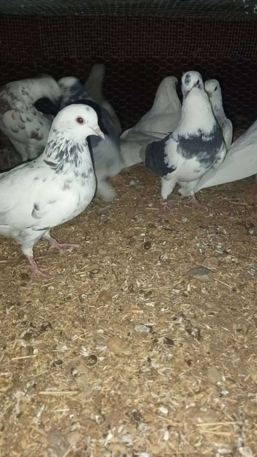 کبوتر|پرنده|ازنا, |دیوار