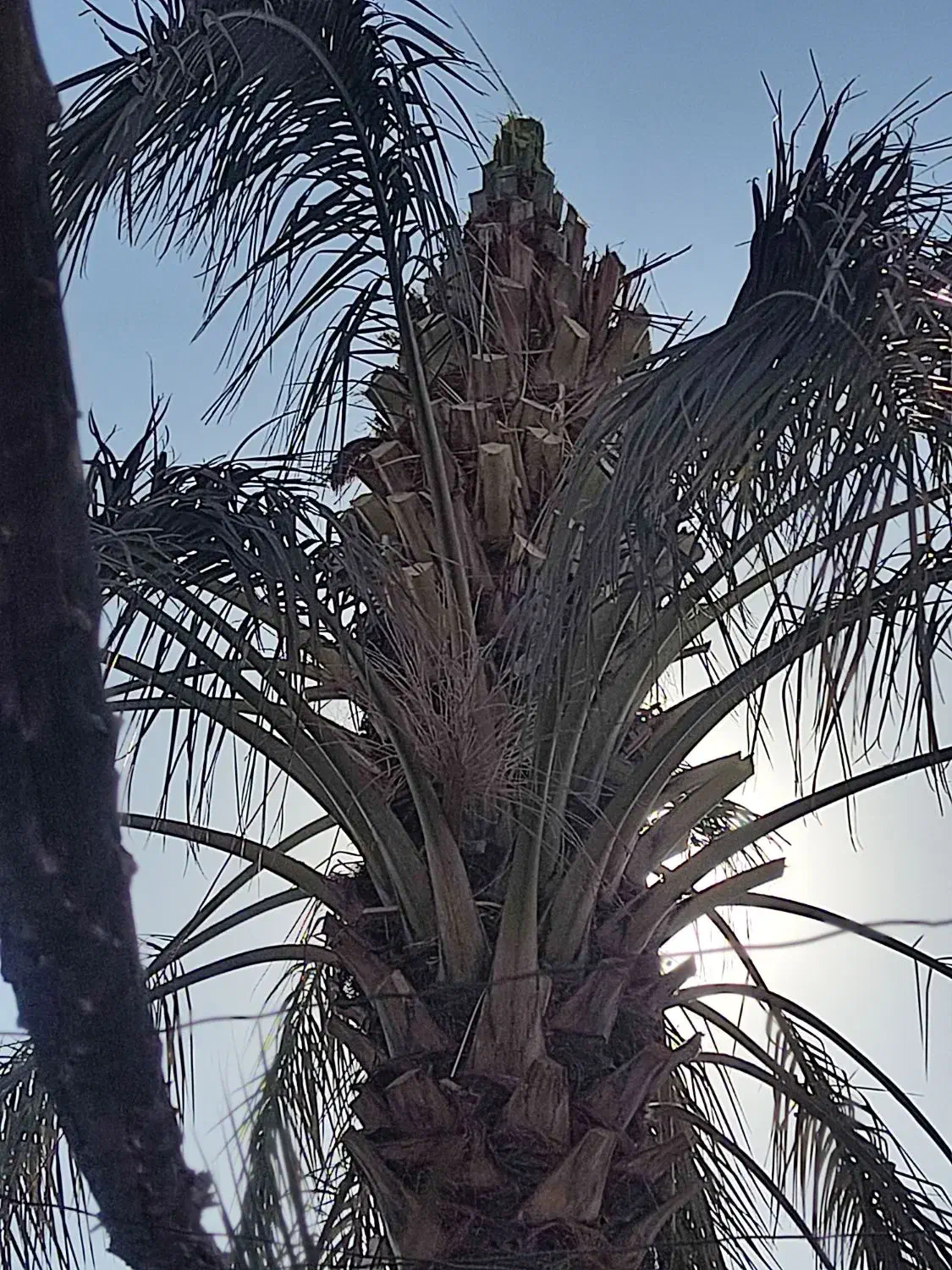 قطع نخل در باغ برای پیل|خدمات باغبانی و درختکاری|جنت, |دیوار