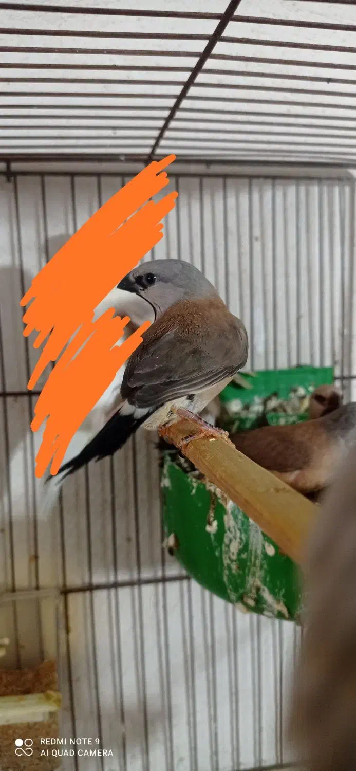 فنچ کراواتی و گلدین|پرنده|برازجان, |دیوار