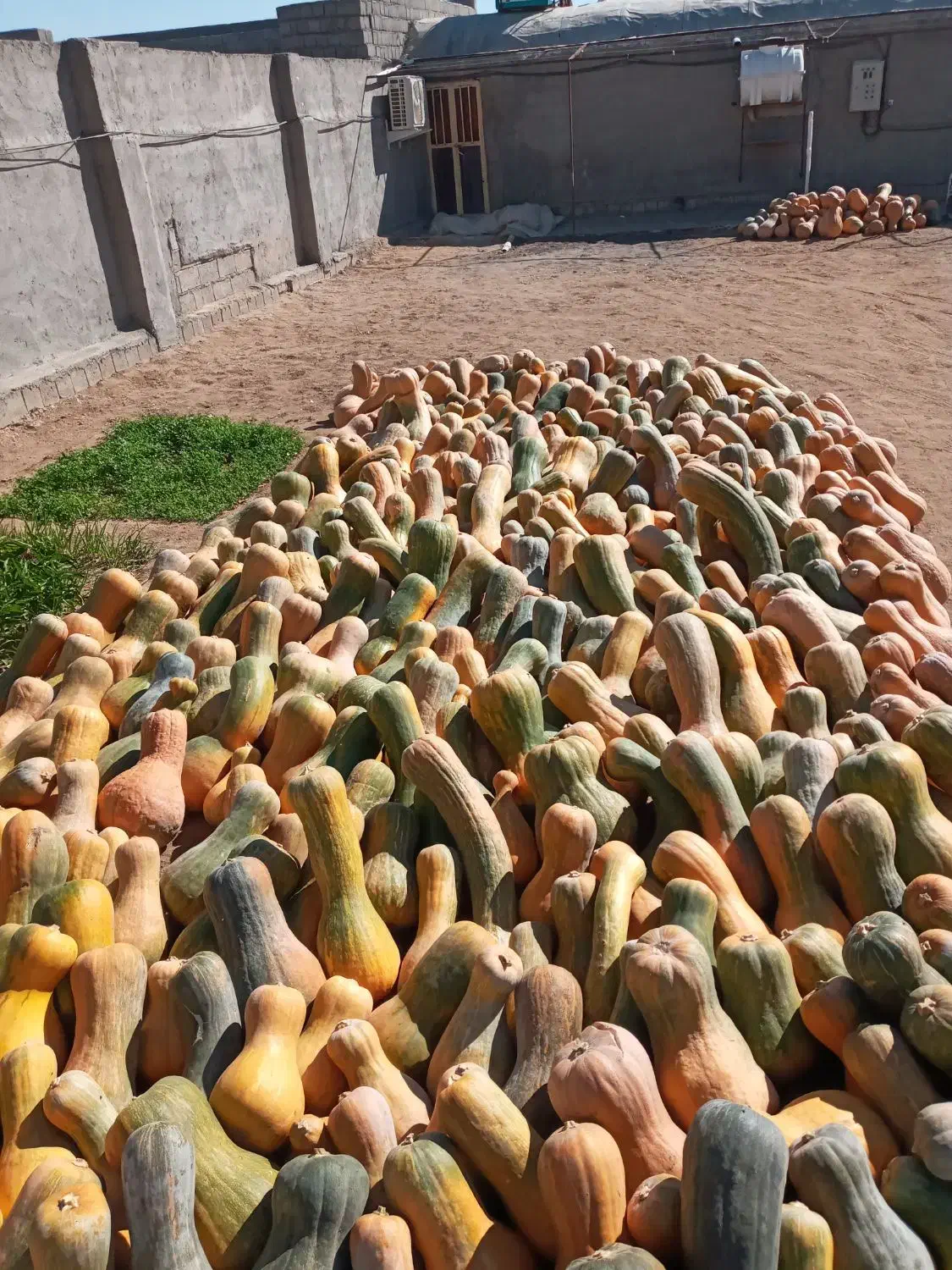 کدو حلوایی|خوردنی و آشامیدنی|شاهین دژ, |دیوار