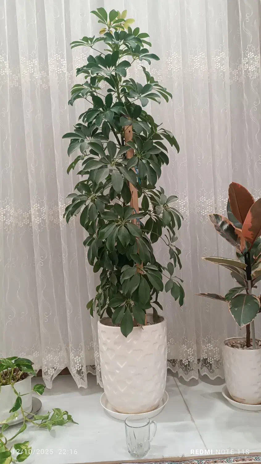 گل شفلرا|گل و گیاه طبیعی|مشهد, کارمندان دوم|دیوار