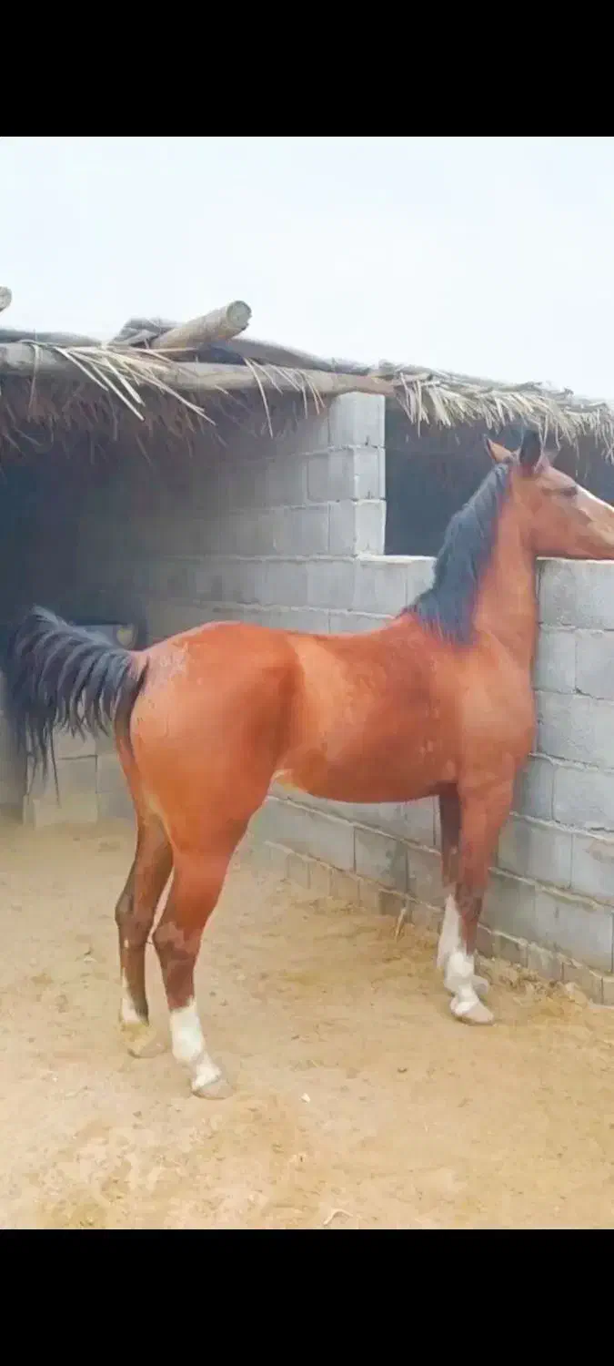 مادیان|اسب و تجهیزات اسب‌سواری|شبانکاره, |دیوار