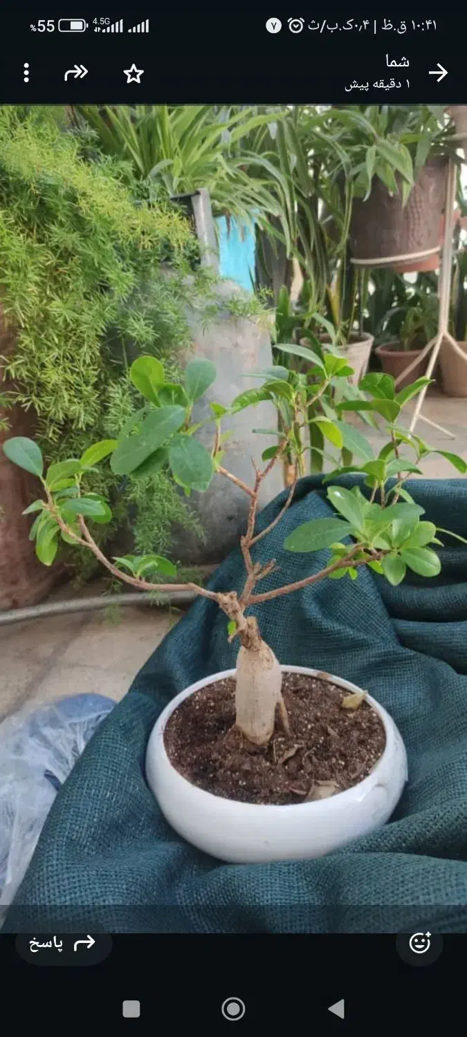 گل بنسای|گل و گیاه طبیعی|شیراز, شیشهگری|دیوار