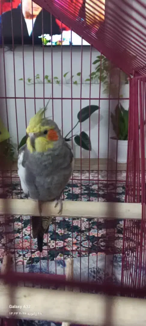 عروس هلندی نر|پرنده|آستانه اشرفیه, |دیوار