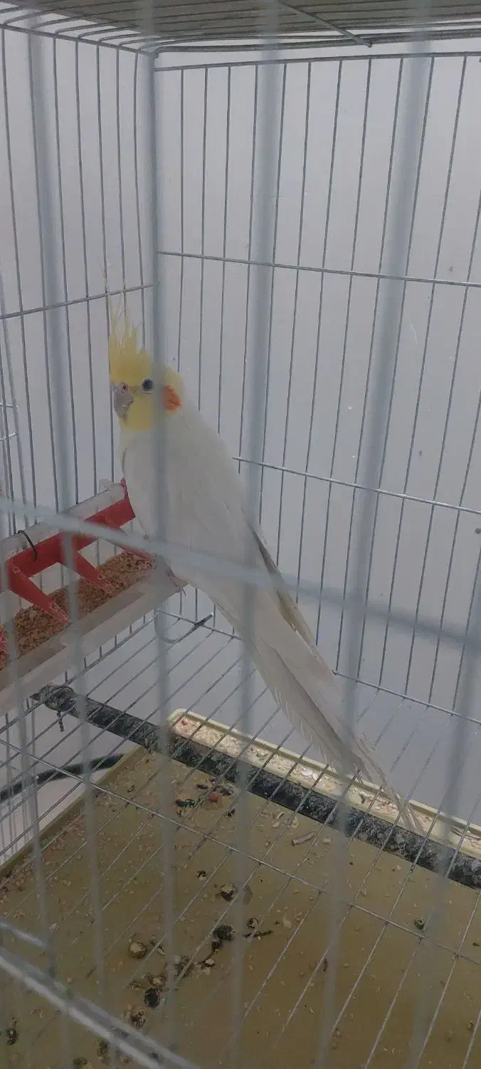 عروس هلندی|پرنده|آباده, |دیوار