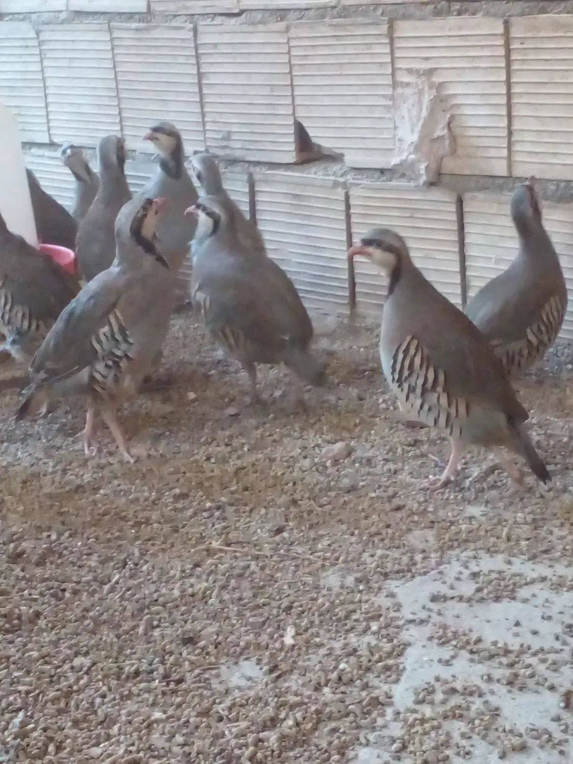 پرنده زینتی|پرنده|اسفراین, |دیوار