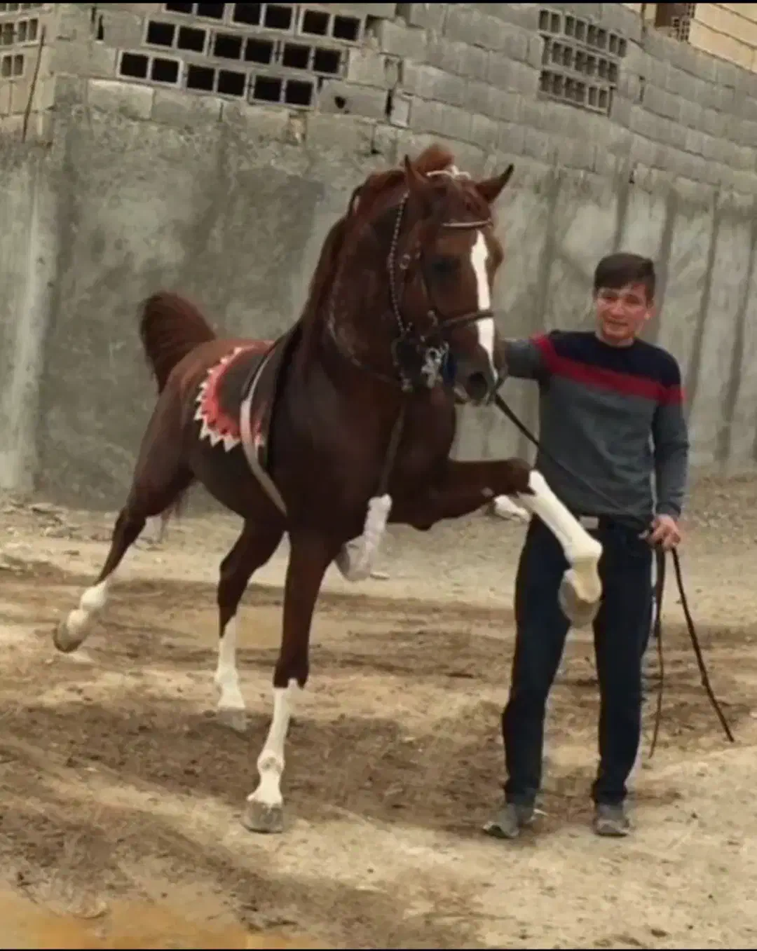 اسب عرب یه سر پنج نشان شش دونگ|اسب و تجهیزات اسب‌سواری|ارومیه, |دیوار