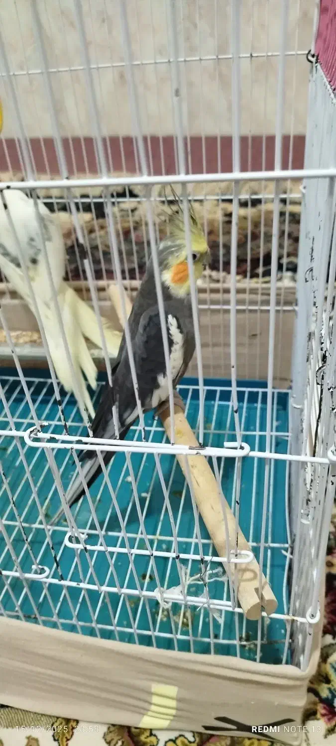 عروس هلندی نر|پرنده|کلاله, |دیوار