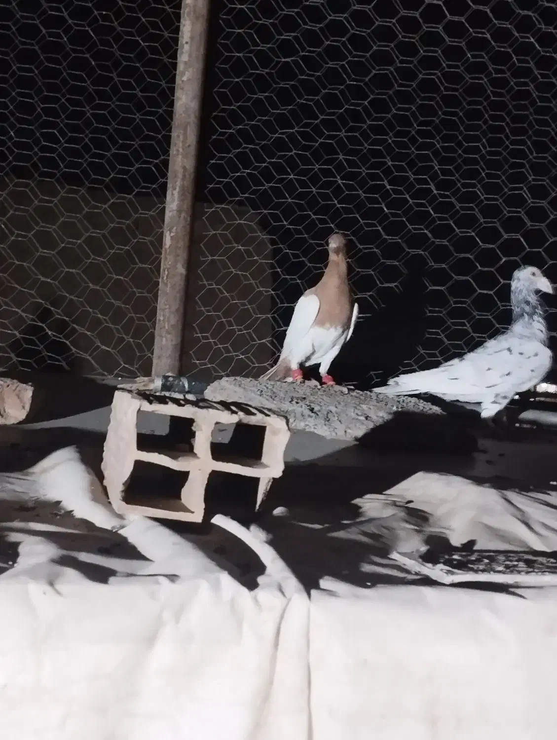 بهودی زردماده|پرنده|سبزوار, امیریه|دیوار