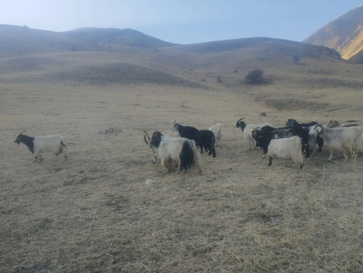 فروش گله بز با بزغاله|حیوانات مزرعه|سیلوانه, |دیوار