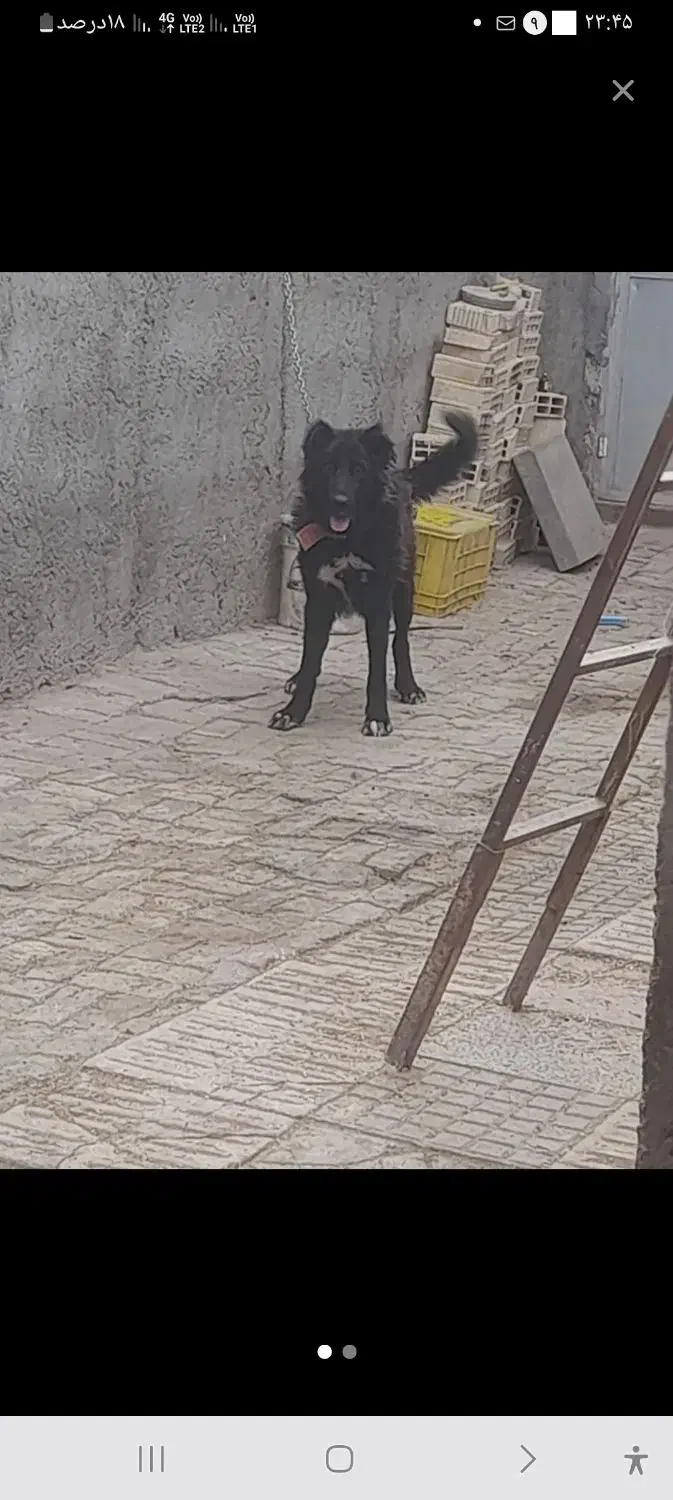 سگ قدر جونی|سگ|قروه, |دیوار