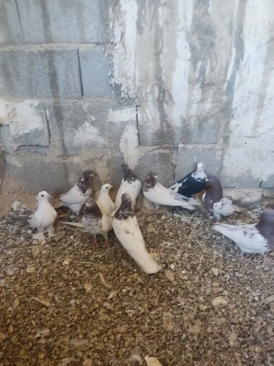 کبوتر|پرنده|اسکو, |دیوار