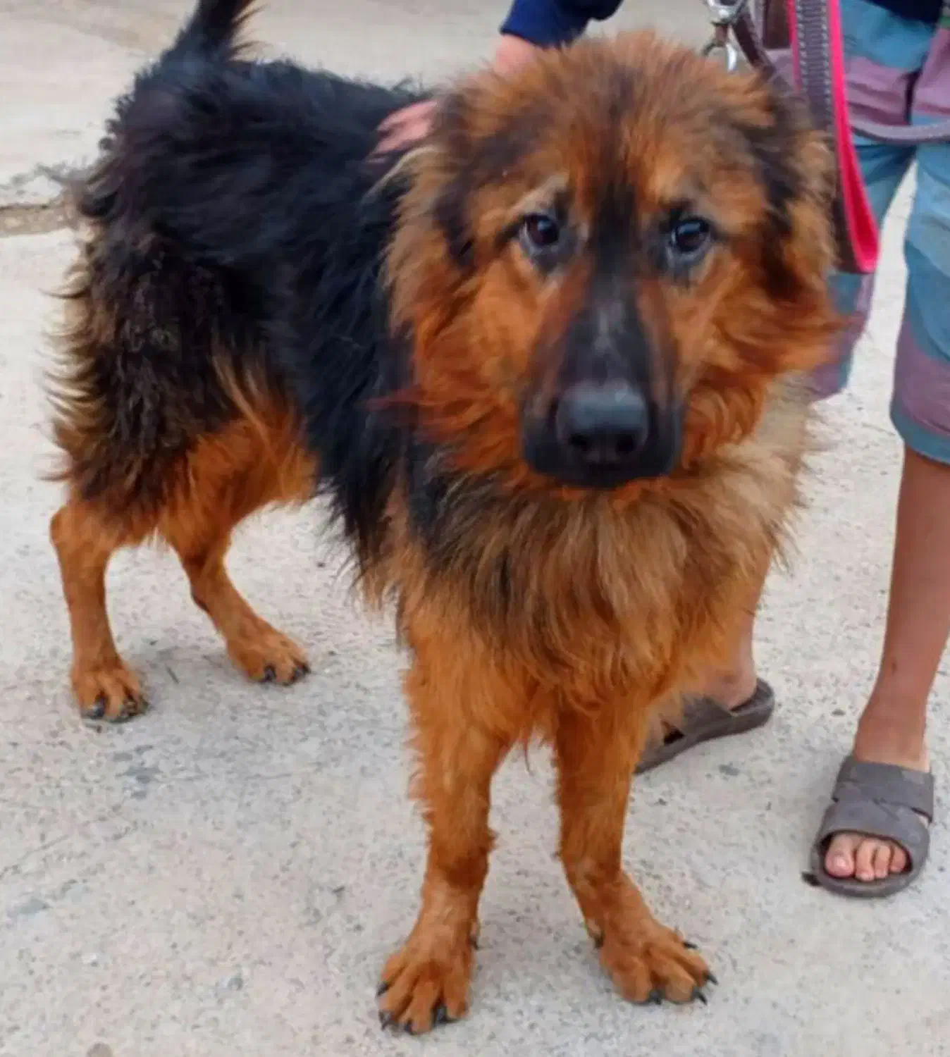 واگذاری سگ ژرمن نر ۱۱ ماهه|سگ|کرمان, |دیوار