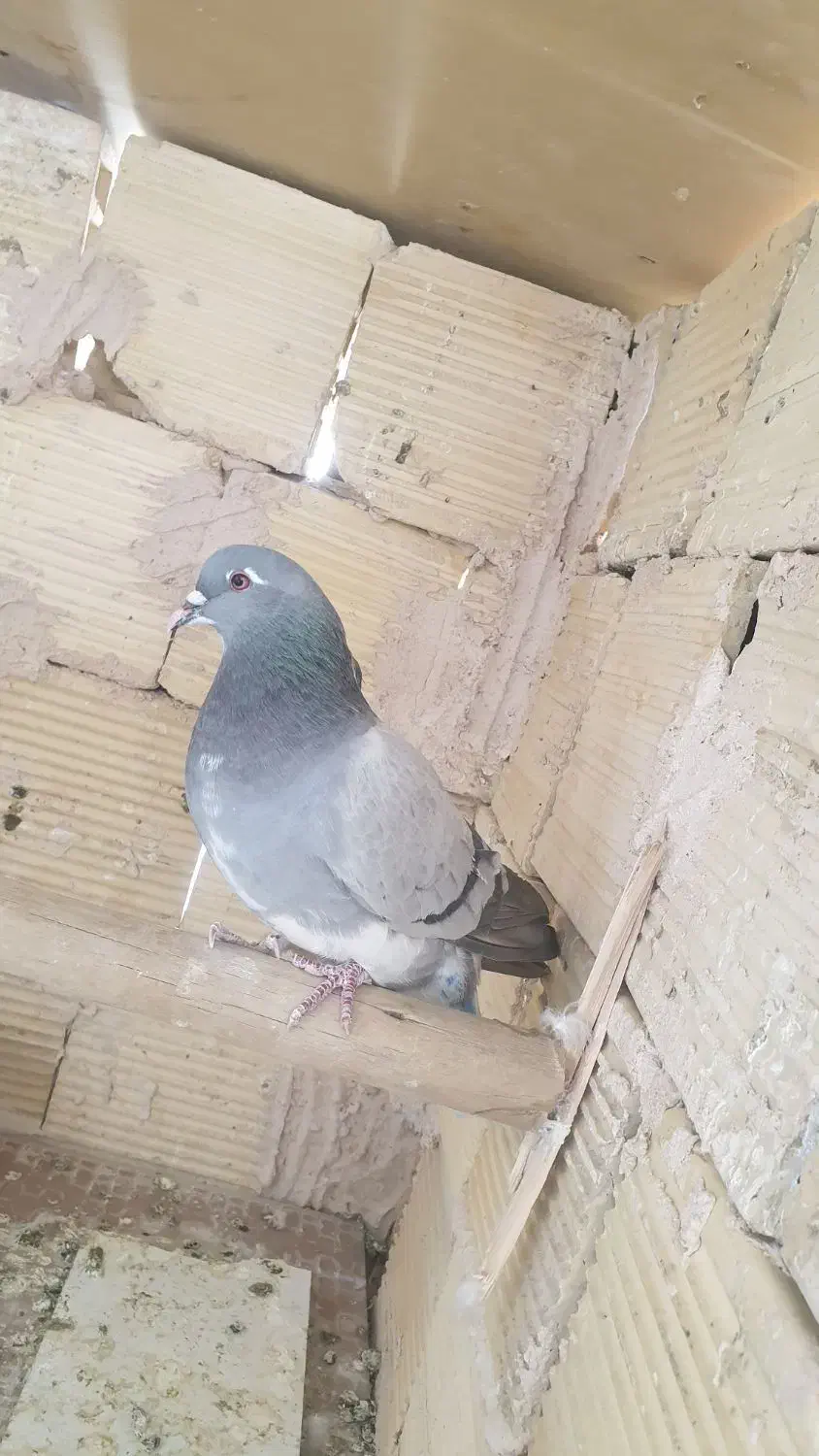 سلام دوستان پنج دمگیر|پرنده|اصفهان, اندوان|دیوار