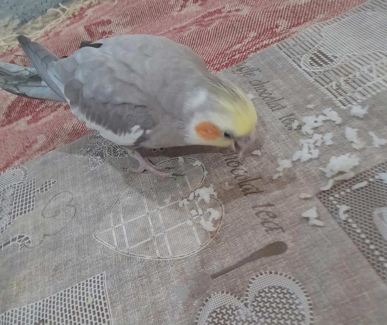 عروس هلندی|پرنده|تربت جام, المهدی|دیوار