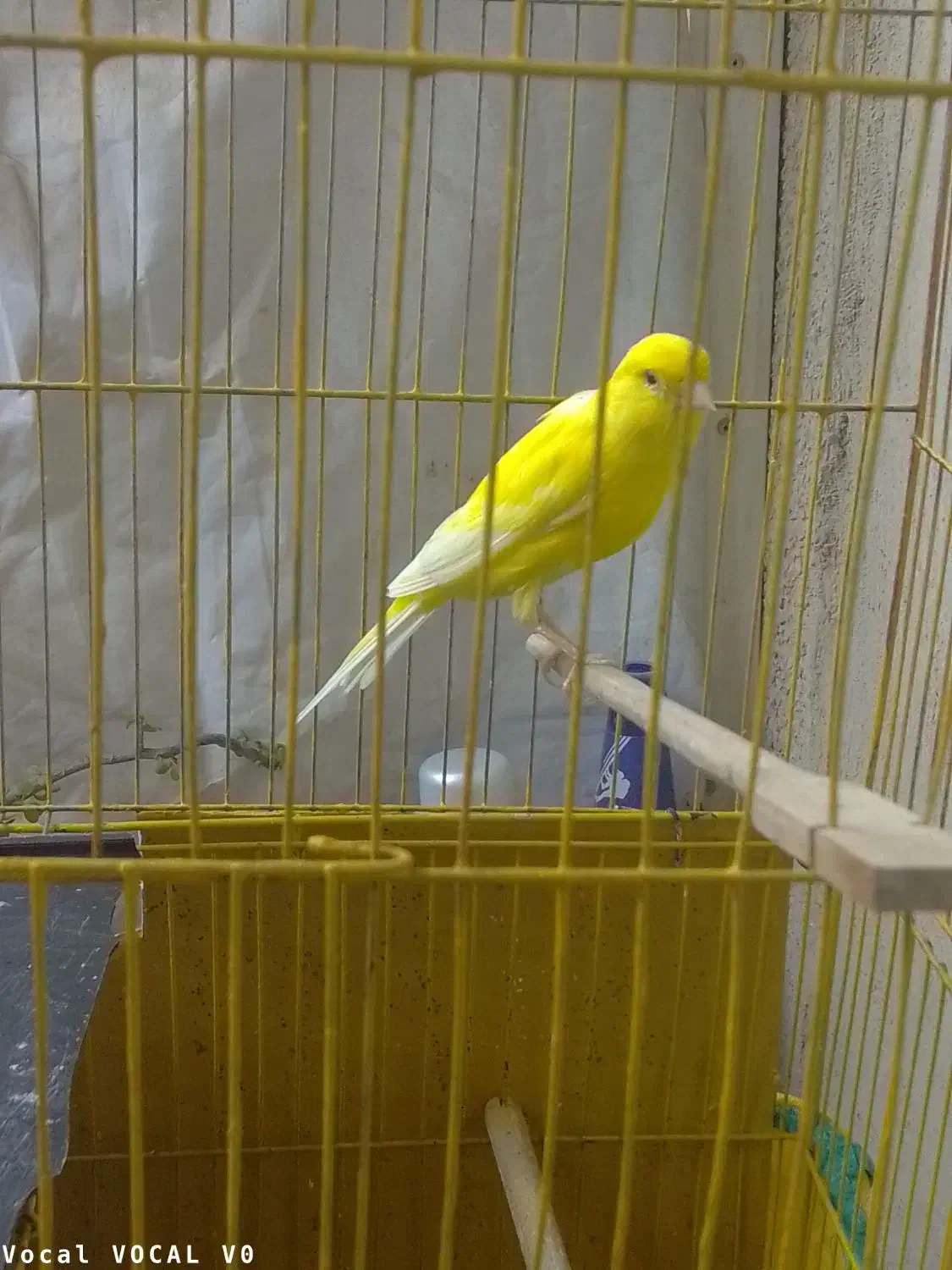 قناری جفت|پرنده|بندرعباس, |دیوار