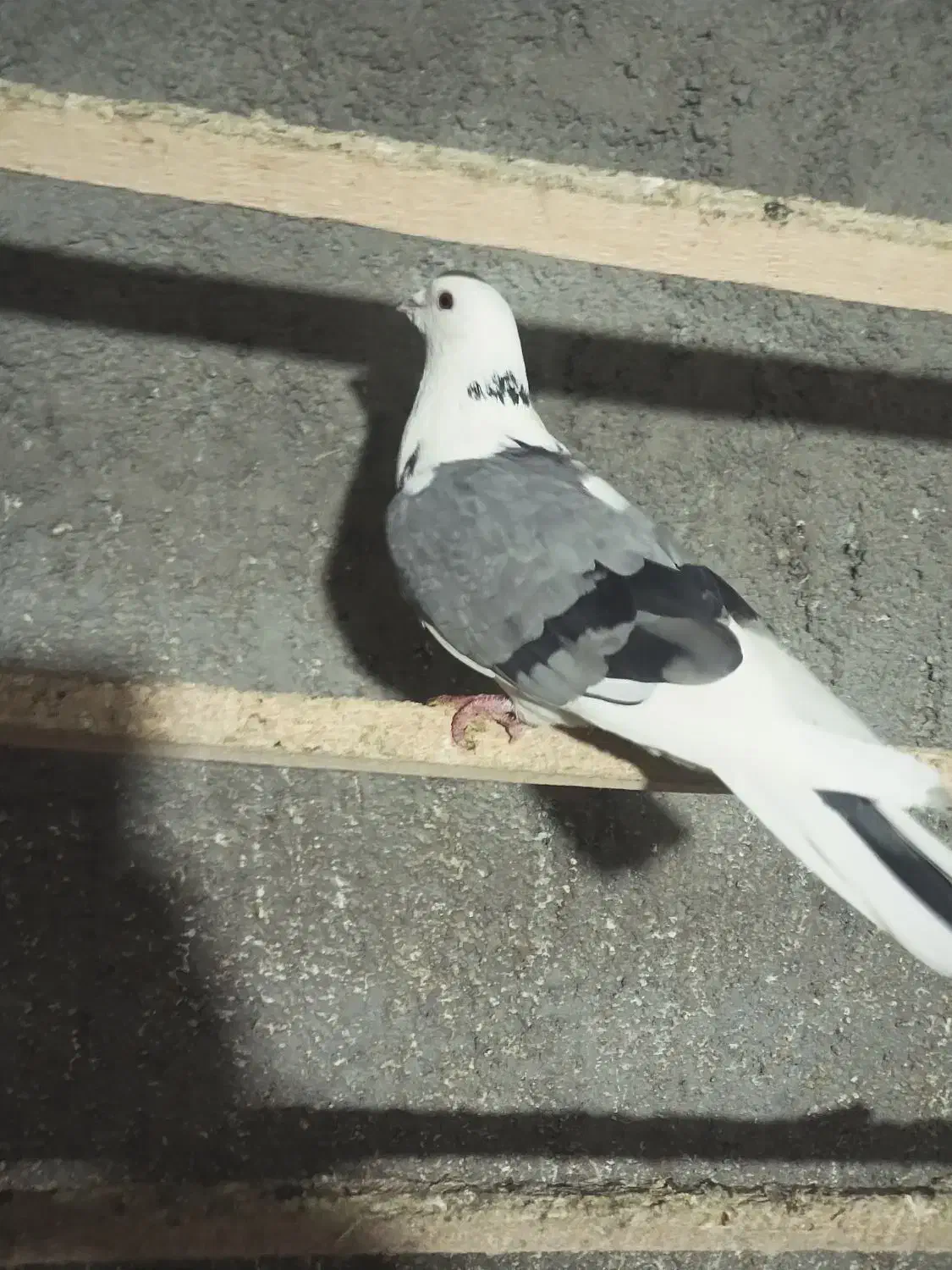 گلولای|حیوانات|ابهر, |دیوار