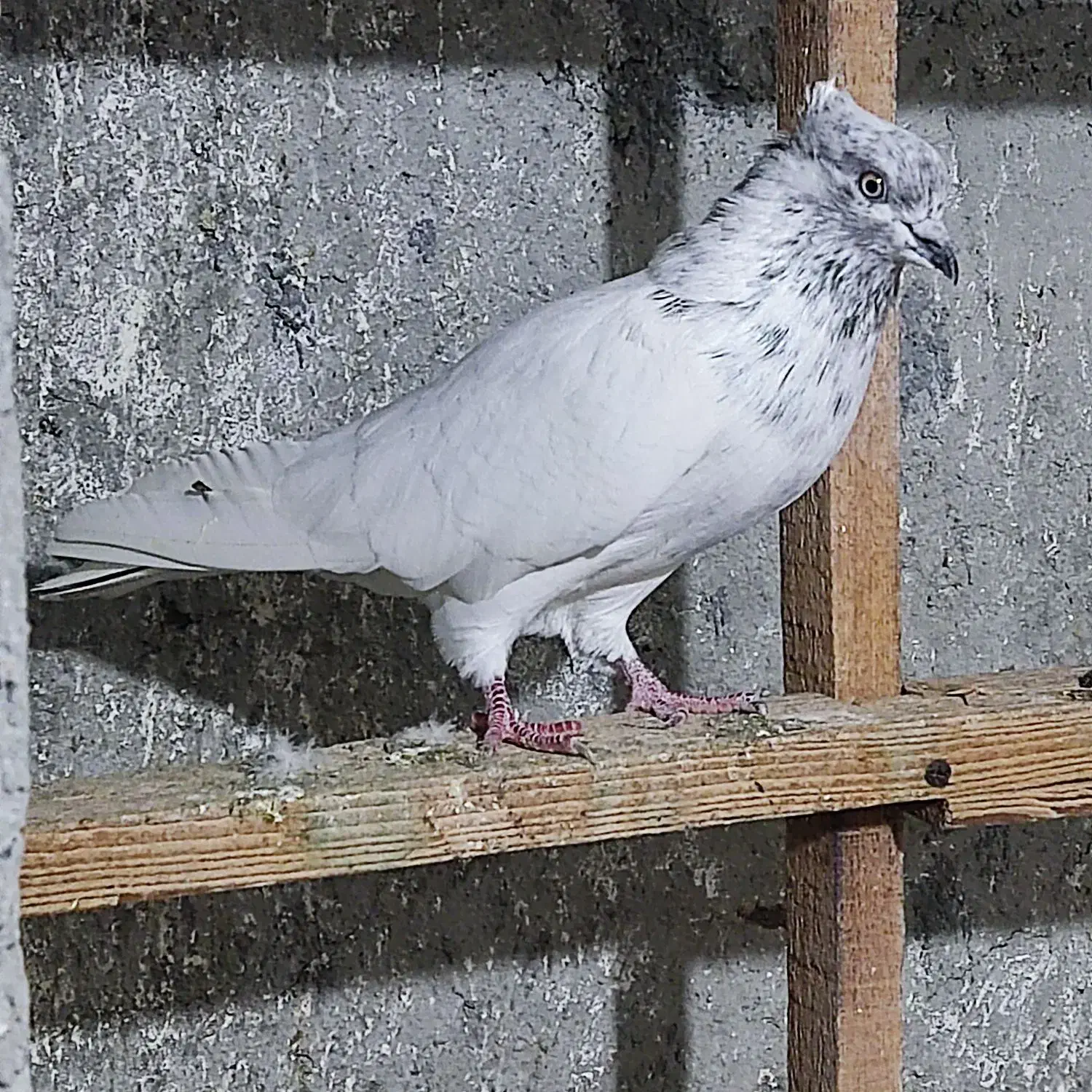 تعدادی نر و ماده موجود هستش|پرنده|رامسر, |دیوار