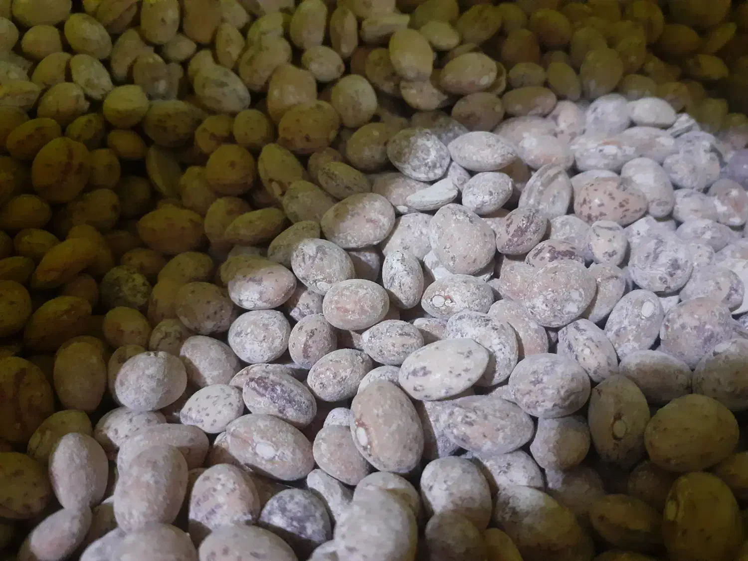 بذر لوبیا چیتی رقم کوشا|عمده‌فروشی|منوجان, |دیوار