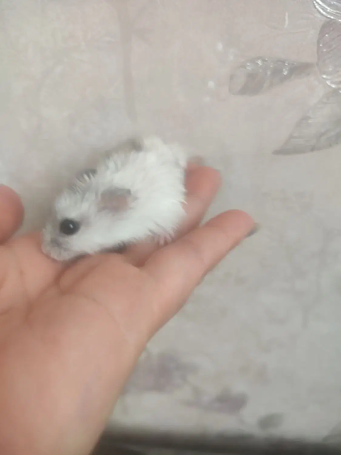 قیمت استثنایی همستر کمپل|موش و خرگوش|سهند, |دیوار