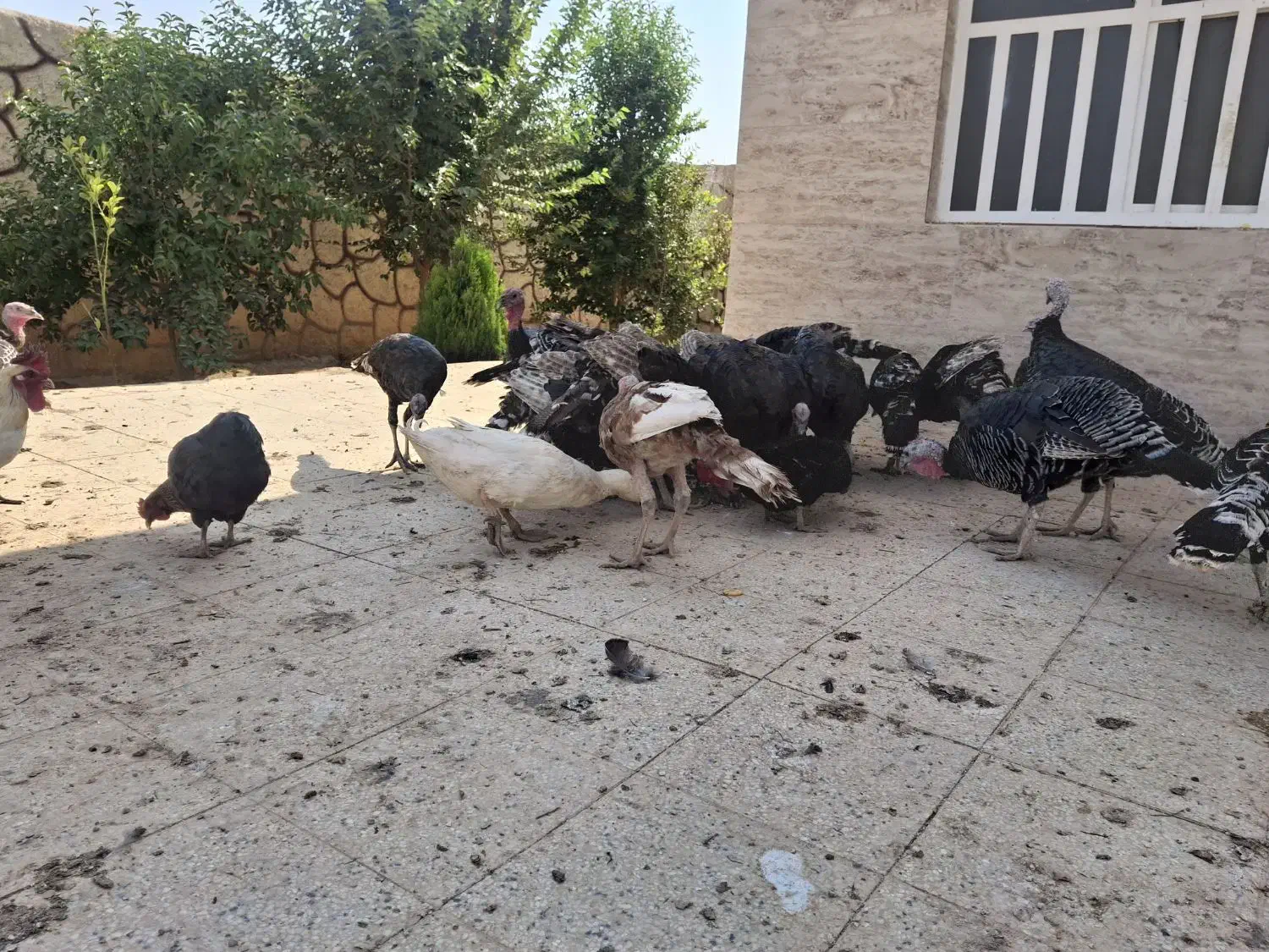 مرغ و خروس .بوقلمو|حیوانات مزرعه|شیراز, ده پیاله|دیوار