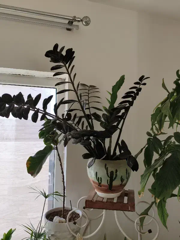 گل طبیعی زیبا|گل و گیاه طبیعی|شیراز, شاه قلی بیگی|دیوار