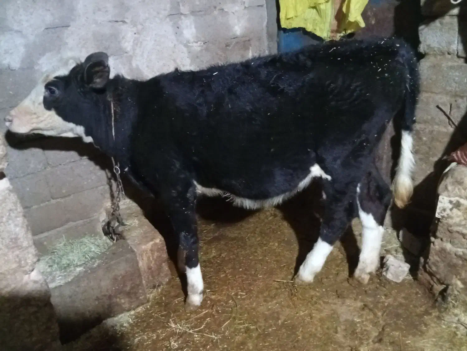 گوساله سیمینتال درهشترود|حیوانات مزرعه|هشترود, |دیوار