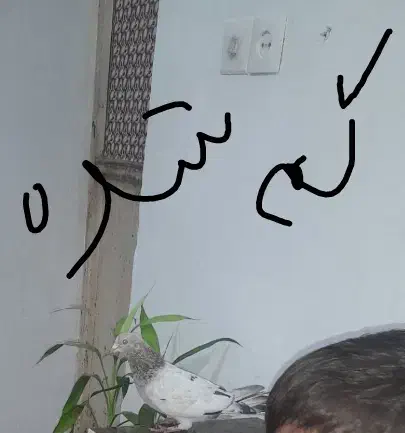 کبوتر|حیوانات|مسجد سلیمان, |دیوار