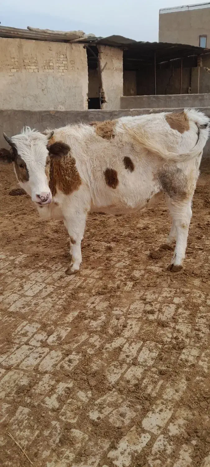 تلیسه سیمتال چاق|حیوانات مزرعه|تاکستان, |دیوار