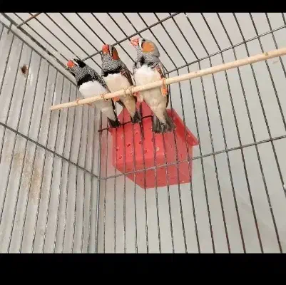 معاوضه|لوازم جانبی حیوانات|شیراز, شهرک گلستان|دیوار