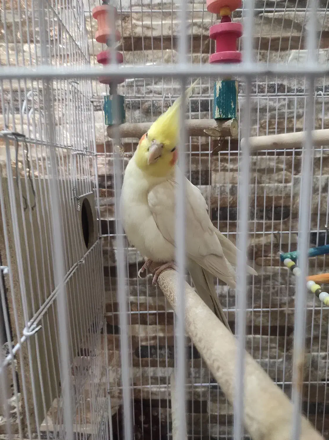 جفت مولد با قفس‌و‌جوجه|پرنده|شیراز, شهرک والفجر|دیوار