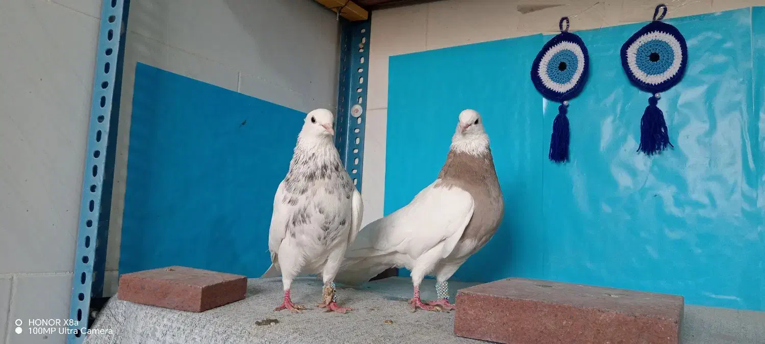 طوقی|پرنده|شهرضا, |دیوار