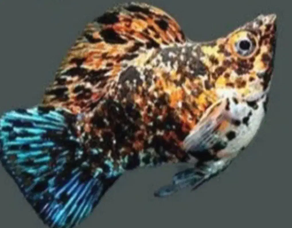 انواع ماهیای خاص زینتی|ماهی|بندر ماهشهر, |دیوار